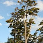 Nothofagus betuloides Habit