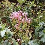 Centranthus angustifolius Flower