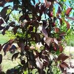 Prunus cerasifera Plod