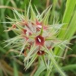 Trifolium stellatum Flor