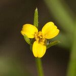 Heterosperma pinnatum Flower