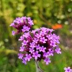 Verbena bonariensisപുഷ്പം