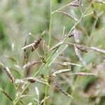 Eragrostis barrelieri 花