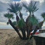 Washingtonia robusta Fuelha