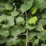 Tilia mongolica Feuille