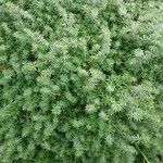 Galium maritimum Leaf