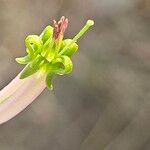 Dendrophthoe falcata Flower