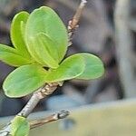 Abeliophyllum distichum ഇല