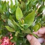 Ixora coccinea L.List