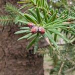 Abies alba 花