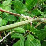 Rubus fruticosus Іншае