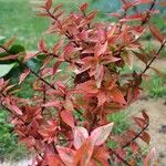 Abelia grandiflora Folha