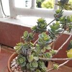 Kalanchoe laxifloraЛисток