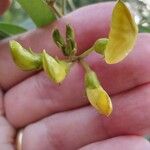 Cajanus cajan Flower