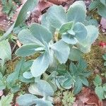 Sedum telephium Leaf