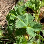 Alchemilla fissa Leaf