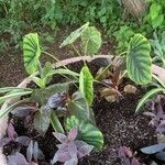 Alocasia clypeolata Blad