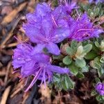 Rhododendron impeditum Floare