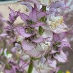 Salvia sclarea Fleur