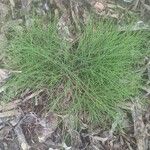 Casuarina glauca Levél