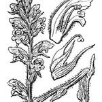 Orobanche pubescens Övriga