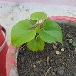 Tinospora cordifolia 葉