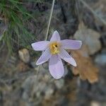 Colchicum alpinum Blomst