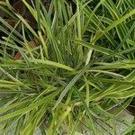 Carex morrowii Levél