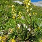 Pedicularis ascendens Flower