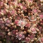 Hylotelephium maximum Цветок