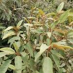 Croton gratissimus Leaf