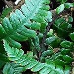 Polystichum braunii Лист