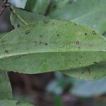 Sarcopera sessiliflora Leaf