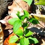 Ageratum conyzoides Лист