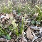 Carex alba Blomma