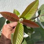 Psidium guajava Hostoa