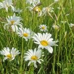 Leucanthemum heterophyllum 花