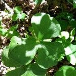 Trillium cernuum Leaf