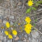 Blackstonia grandiflora आदत