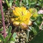 Trifolium badium Цвят