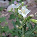 Polemonium foliosissimum Fiore