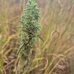 Meiosperma bracteatum Φύλλο