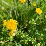 Taraxacum campylodesFlower