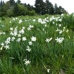 Narcissus poeticus Altul/Alta