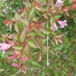 Abelia x grandiflora Blüte