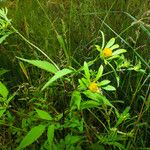 Bidens connata फूल