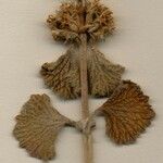 Marrubium alysson Flor