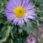 Erigeron speciosus Çiçek