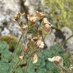 Saxifraga iratiana Flor