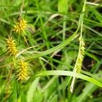 Carex lepidocarpa Lorea